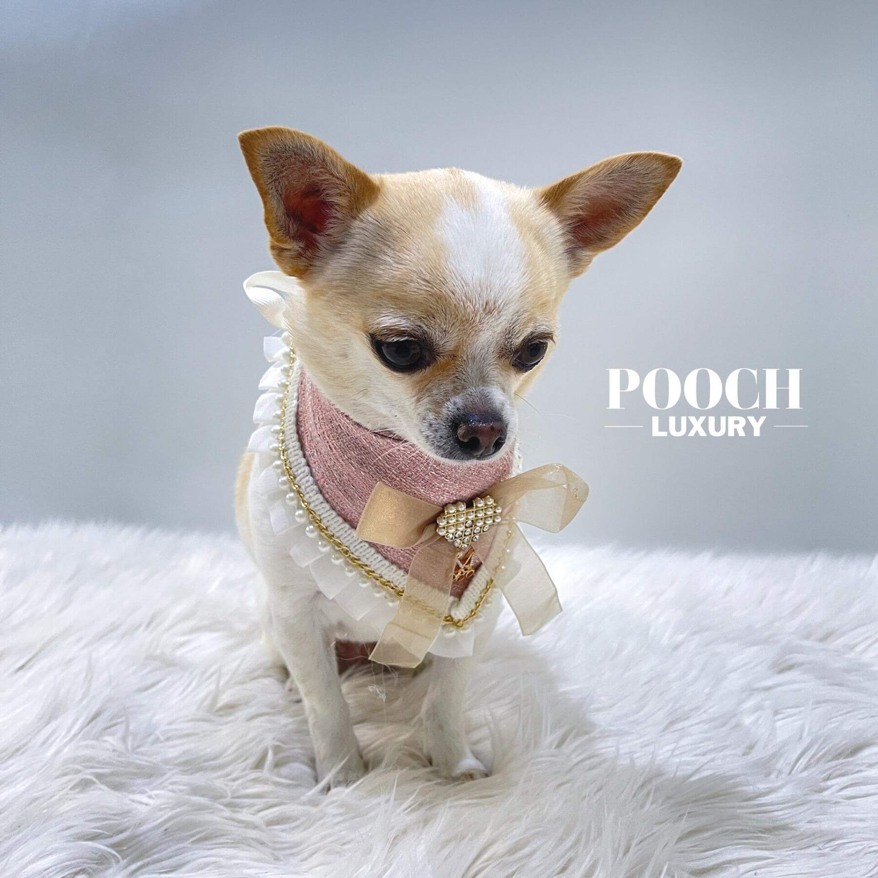 Winner small image - Pooch Luxury